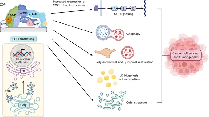 Cartoon highlighting that increased expression of COPI subunits in cancer leads to changes in cell signalling, autophagy, early endosome and lysosome maturation, lipid droplet biogenesis & metabolism and Golgi structure. Together these changes contribute to cancer cell survival and tumorigenesis.