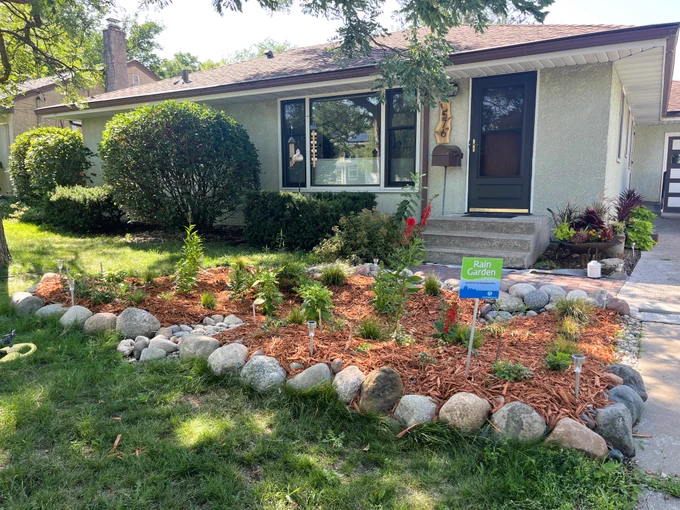 A rain garden with green native plants and tall red flowers in front of a single-story, cream colored stucco house with a driveway on the right. The garden has a sign saying, "Rain Garden" and is bordered by rocks. 