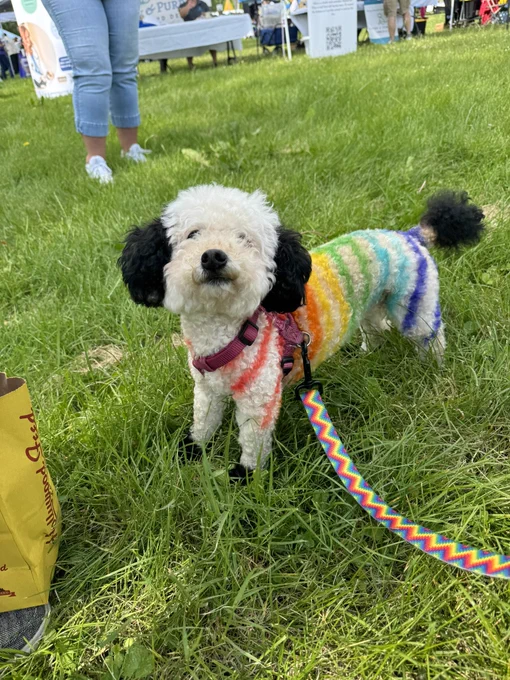Photo of little white poodle dog with dyed hair. Ears, tail, and toes are dyed black. Zebra stripes down her body with the rainbow colors.