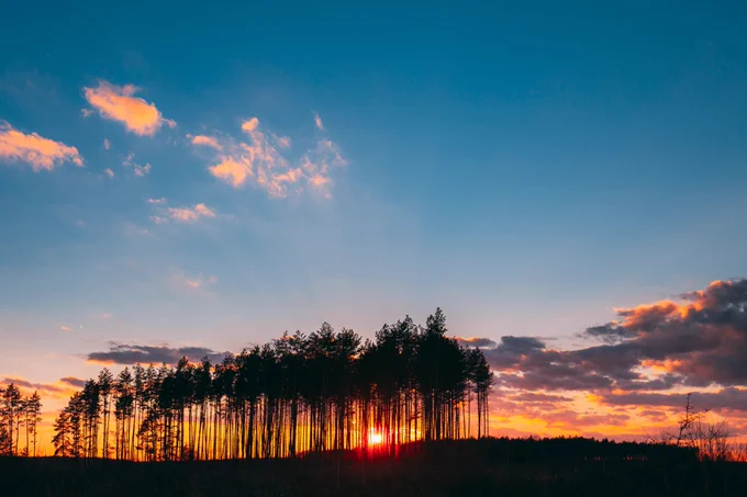 sunset behind the group of tress with deep blue sky