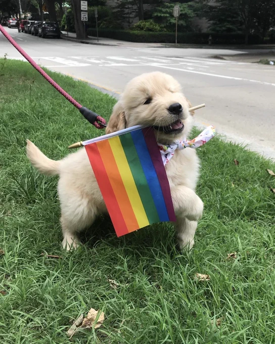 a golden retriever puppy on a bright pink rope leash prances proudly through some tall grass. he’s wearing a brightly patterned bandana around his neck and is carrying a miniature six-stripe pride flag in his mouth. his front right paw is raised mid-stride, like he’s already leading the parade.