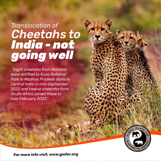 ❗ 🐆𝗧𝗥𝗔𝗡𝗦𝗟𝗢𝗖𝗔𝗧𝗜𝗢𝗡 𝗢𝗙 𝗖𝗛𝗘𝗘𝗧𝗔𝗛𝗦 𝗧𝗢 𝗜𝗡𝗗𝗜𝗔- 𝗡𝗢𝗧 𝗚𝗢𝗜𝗡𝗚 𝗪𝗘𝗟𝗟

📷 "𝑬𝒊𝒈𝒉𝒕 𝒄𝒉𝒆𝒆𝒕𝒂𝒉𝒔 𝒇𝒓𝒐𝒎 𝑵𝒂𝒎𝒊𝒃𝒊𝒂 𝒘𝒆𝒓𝒆 𝒂𝒊𝒓𝒍𝒊𝒇𝒕𝒆𝒅 𝒕𝒐 𝑲𝒖𝒏𝒐 𝑵𝒂𝒕𝒊𝒐𝒏𝒂𝒍 𝑷𝒂𝒓𝒌 𝒊𝒏 𝑴𝒂𝒅𝒉𝒚𝒂 𝑷𝒓𝒂𝒅𝒆𝒔𝒉 𝒔𝒕𝒂𝒕𝒆 𝒊𝒏 𝑪𝒆𝒏𝒕𝒓𝒂𝒍 𝑰𝒏𝒅𝒊𝒂 𝒊𝒏 𝒎𝒊𝒅-𝑺𝒆𝒑𝒕𝒆𝒎𝒃𝒆𝒓 2022 𝒂𝒏𝒅 𝒕𝒘𝒆𝒍𝒗𝒆 𝒄𝒉𝒆𝒆𝒕𝒂𝒉𝒔 𝒇𝒓𝒐𝒎 𝑺𝒐𝒖𝒕𝒉 𝑨𝒇𝒓𝒊𝒄𝒂 𝒋𝒐𝒊𝒏𝒆𝒅 𝒕𝒉𝒆𝒔𝒆 𝒊𝒏 𝒎𝒊𝒅-𝑭𝒆𝒃𝒓𝒖𝒂𝒓𝒚 2023."