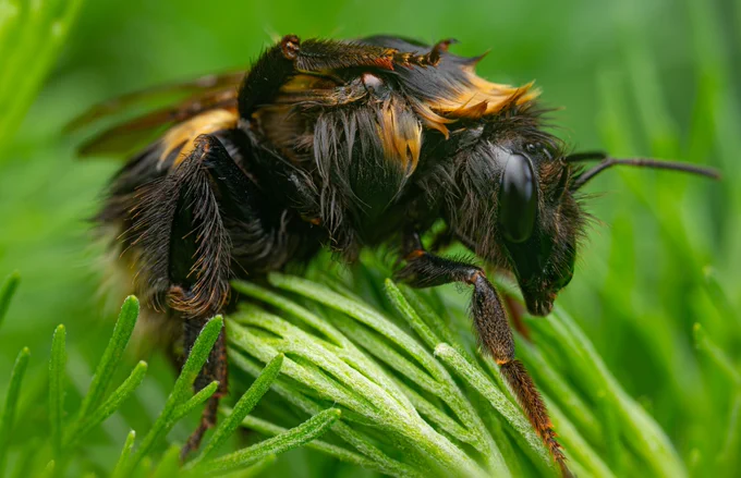 A very wet looking bee on a green plant, its long black and orange hair flattened by the rain as it tries to dry itself with its legs.