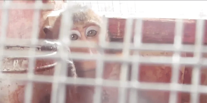 Macaco de cola larga ensangrentado en "caja de transporte". © PETA