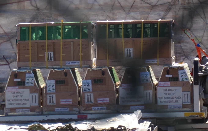 Macacos de cola larga en "cajas de transporte" en el aeropuerto de Barcelona antes de ser enviados a Camarney SL.