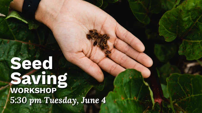 A view of leafy green plants with a person's hand holding seeds. Overlaid text: Seed Saving Workshop, 5:30 pm Tuesday, June 4.