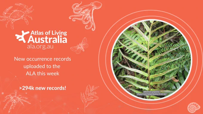 Orange graphic with a picture of a fern