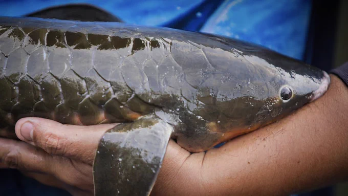 Lungfish surveyed in the Mary River (Image by ABC News: Chris Gillette)