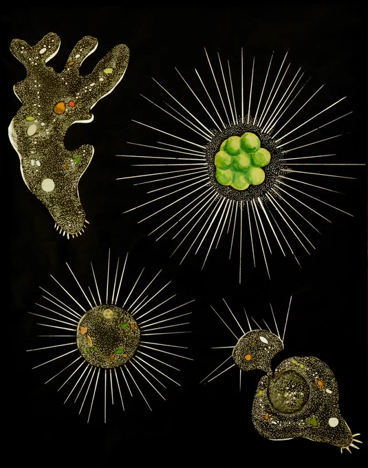 Microscopic organisms on a black background