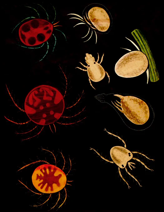 Microscopic organisms on a black background