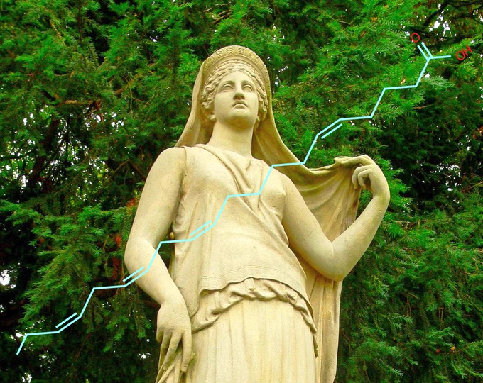 Juniperonic acid overlaid on statue of goddess Juno with juniper-like tree in background