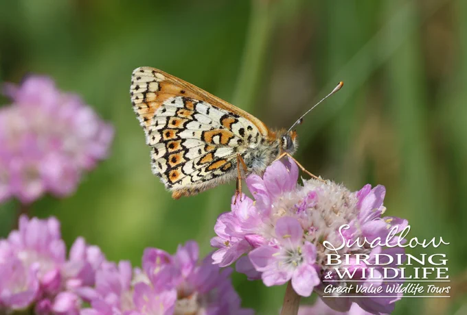 Glanville Fritillary