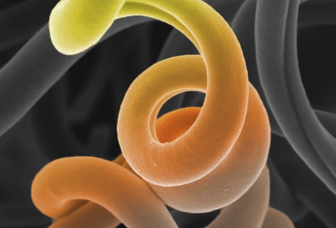 Scanning electron micrograph of an individual ceramic spring fibre. (colourised).