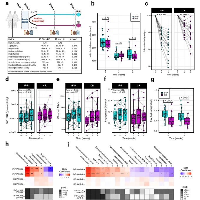 This is figure 1, which shows study characteristics and changes in the gut microbiome (GM) between intermittent fasting with protein pacing (IF-P) and continuous caloric restriction (CR) diet groups over eight weeks.
