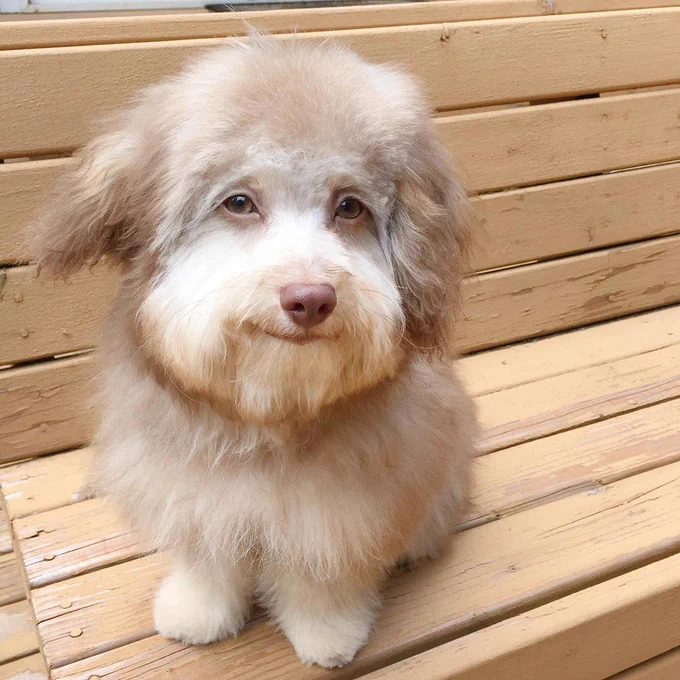 a fluffy dog with light brown and cream-colored fur sits on a wooden park bench and looks at the camera with eerily human eyes. they’re almond shaped and brown, coordinating with the darker brown fur on the end of her beard. she’s got a slight smirk on her lips and not a hint of urgency about her. her fur is puffy soft, from the top of her big head to the bottom of her manicured toes.