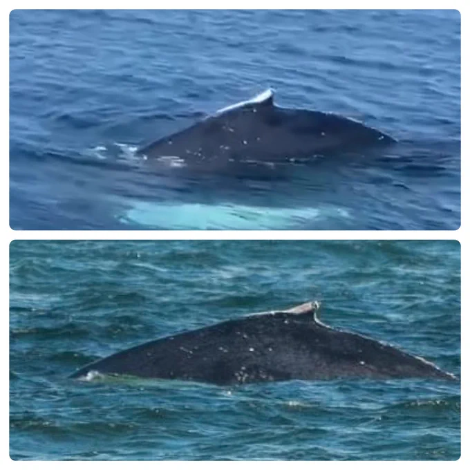 Top video still of humpback whale filmed by Drew Kennedy @ Scapa Pier, Orkney on 28/05. Bottom photo of humpback taken by Simon Waitland at West Weyms, Fife on 28/05. The images show the dorsal fin and left side profile of the same whale identified by unique scar patterns, demonstrating this whale travelled from Fife to Orkney over  the three days.
