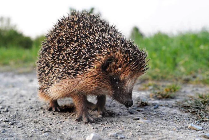 A sick hedgehog out in the day in urgent need of help from a hedgehog rescue.