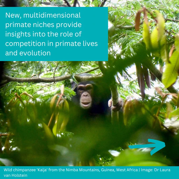 New, multidimensional primate niches provide insights into the role of competition in primate lives and evolution