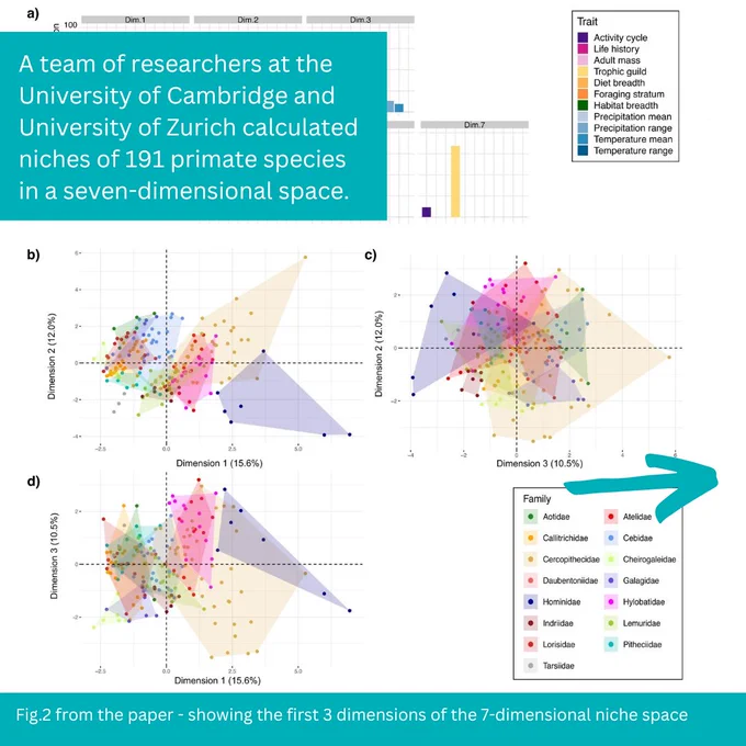 A team of researchers at the University of Cambridge and University of Zurich calculated niches of 191 primate species in a seven-dimensional space. 