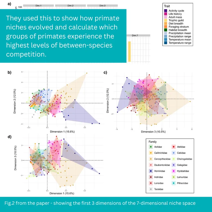 They used this to show how primate niches evolved and calculate which groups of primates experience the highest levels of between-species competition.