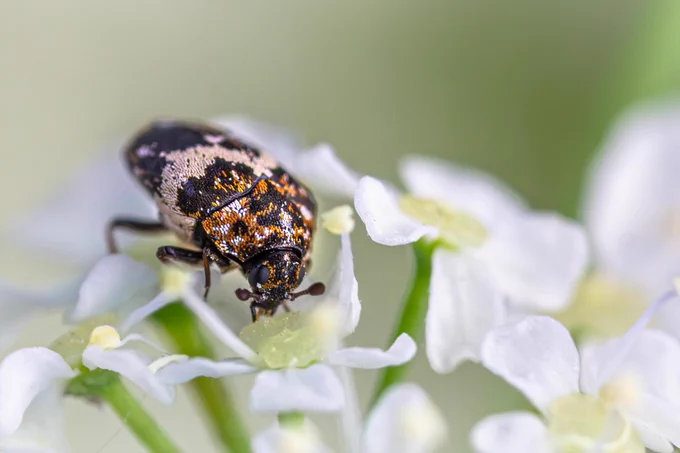 Vogelnestkever (#Anthrenus pimpinellae) on Cow parsley or Queen Anne's lace, Fluitenkruid (#Anthriscus sylvestris)