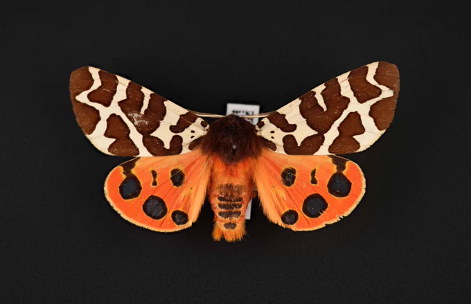 A preserved specimen of a Garden Tiger moth (Arctia caja).