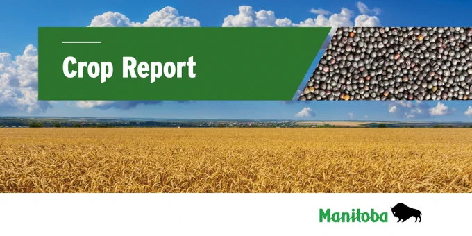 Crop report image with picture of cereal field and canola seeds. Includes a green banner with the words 'Crop Report'.
