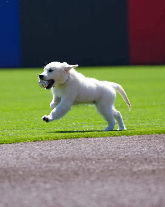 Matt Chapman's sprightly young pup, Harley, bounds across the edge of the infield grass carrying a baseball in its mouth Wednesday at Oracle Park.