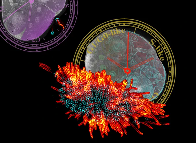 Multiciliated cell