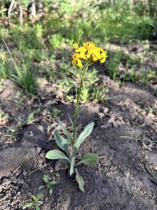 Yellow wildflower in Park City, UT.