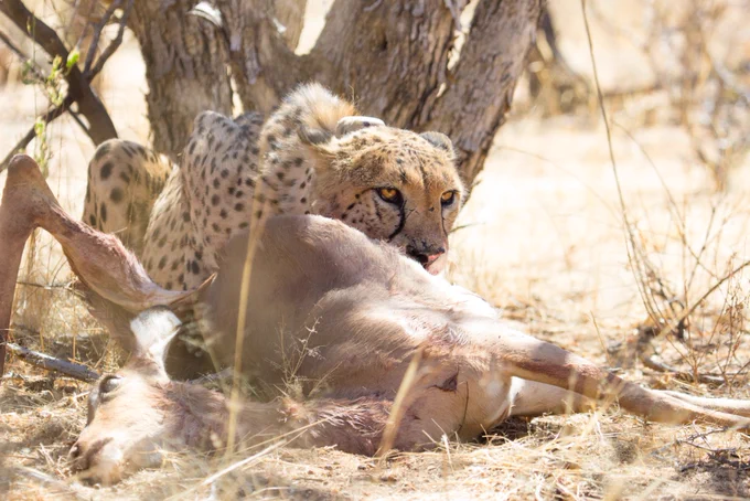 Cheetah with its captured steenbok prey 
