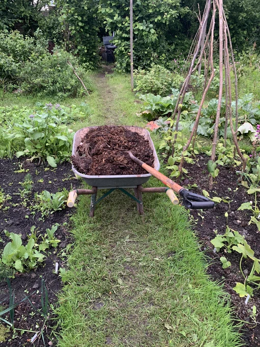 A photo of a grass path with plants growing in the soil to either side of it. On a the path is a wheelbarrow full of well rotted horse manure - a garden fork is sticking out of the wheelbarrow