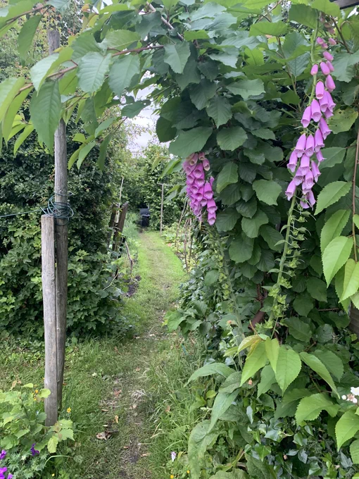 A photo of the entrance to an allotment. There is a hedge on the right hand side & grass with a wooden post in it to the right. There is a long grass path that leads down onto the allotment