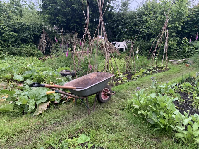 A photo of a grass path with plants growing in the soil to either side of it. On a the path is an empty wheelbarrow - a garden fork is sticking out of the wheelbarrow