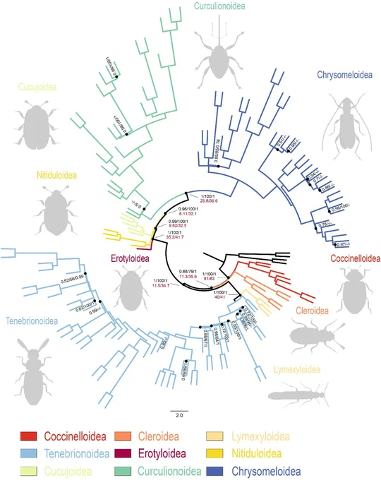 Comprehensive phylogenomic analyses illustrate phylogenetic relationships within the Cucujiformia.