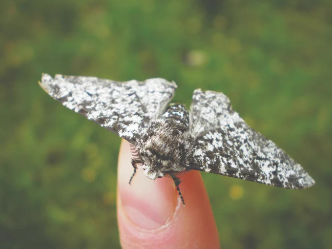 Peppered moth