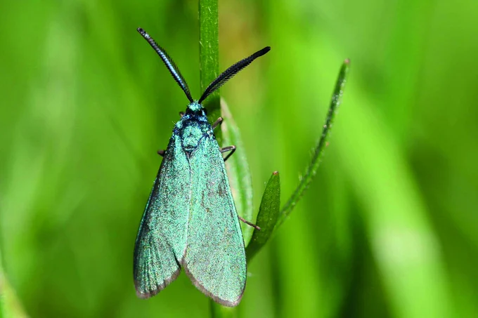 Forester moth