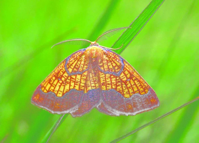 Dark-bordered beauty moth
