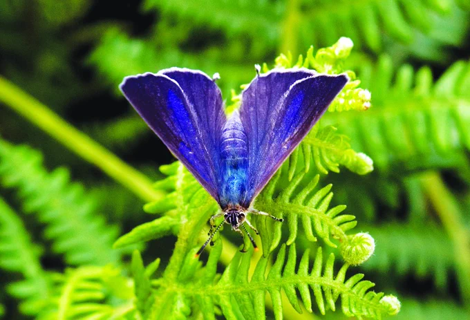 Purple hairstreak butterfly