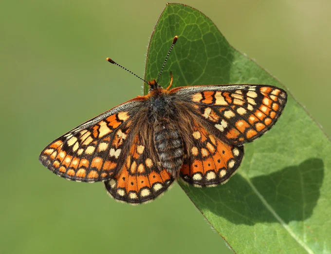 Orange and brown patterned Marsh Fritillary butterfly resting on a green leaf