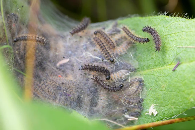 A web on a leaf full of tiny black caterpillars