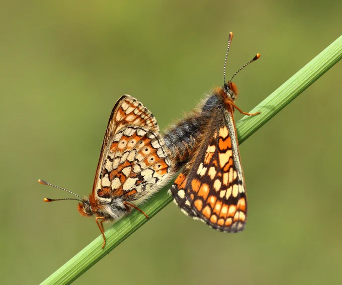 Two Marsh Fritillary butterflies mating on a plant stem