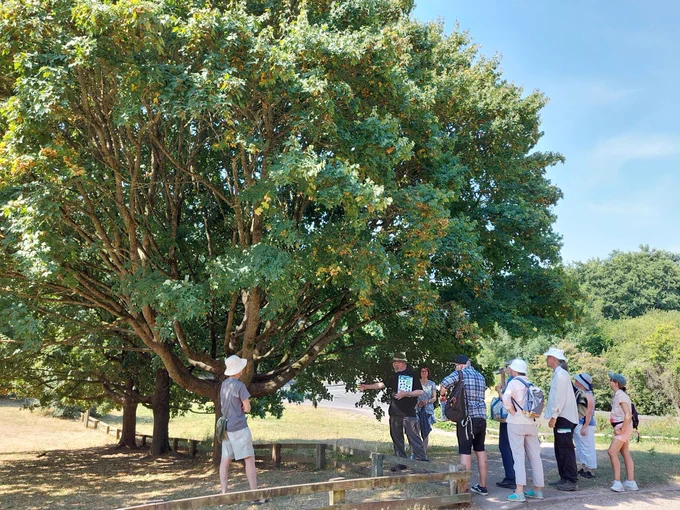 A group of people standing around a large tree with ID guides