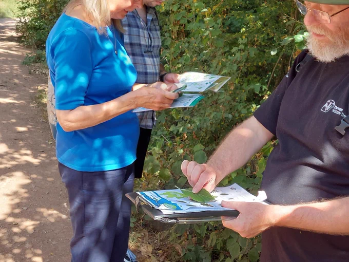 People looking at tree ID guides and comparing the leaves from a tree