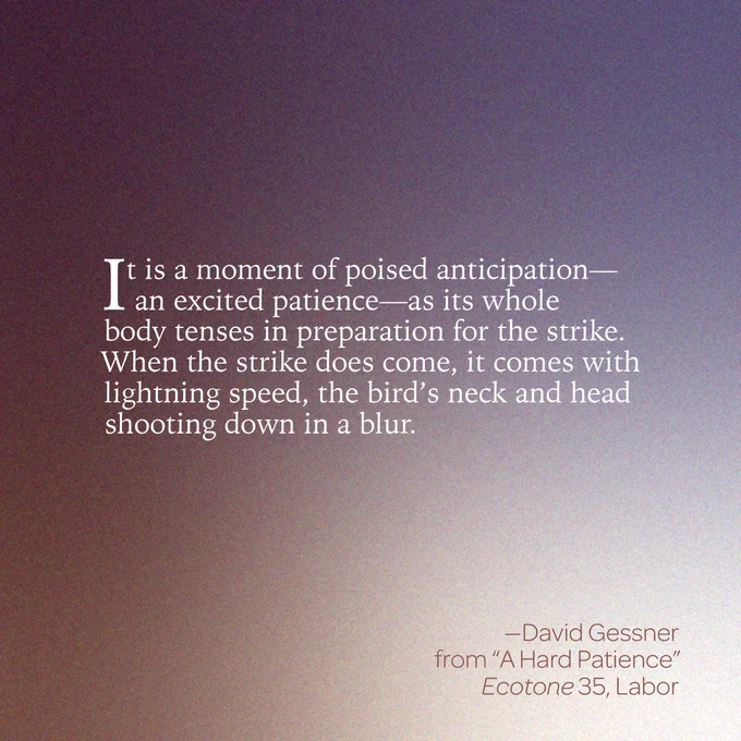 “It is a moment of poised anticipation—an excited patience—as its whole body tenses in preparation for the strike. When the strike does come, it comes with lightning speed, the bird’s neck and head shooting down in a blur.” 
--David Gessner 
From “A Hard Patience” 
Ecotone 35, Labor 