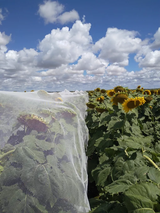 Bird netting installed to protect long-term farming systems experiments