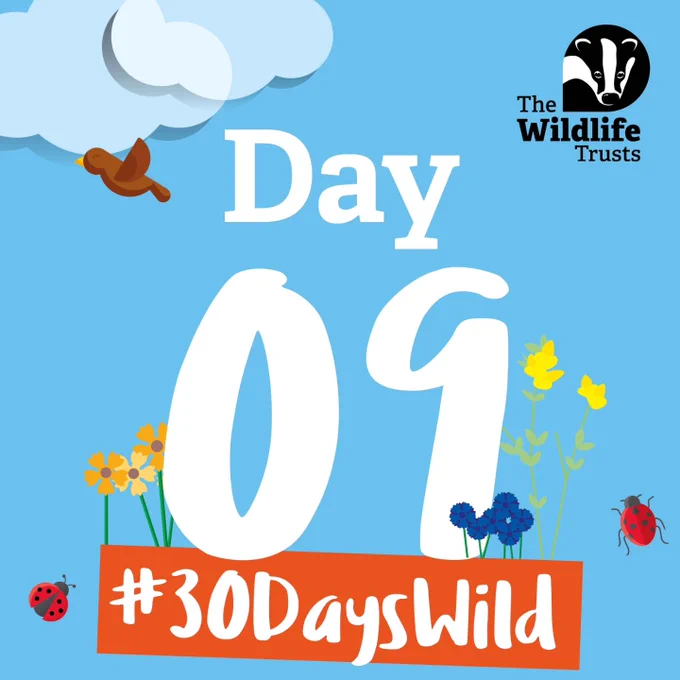 Day 9 #30DaysWild 