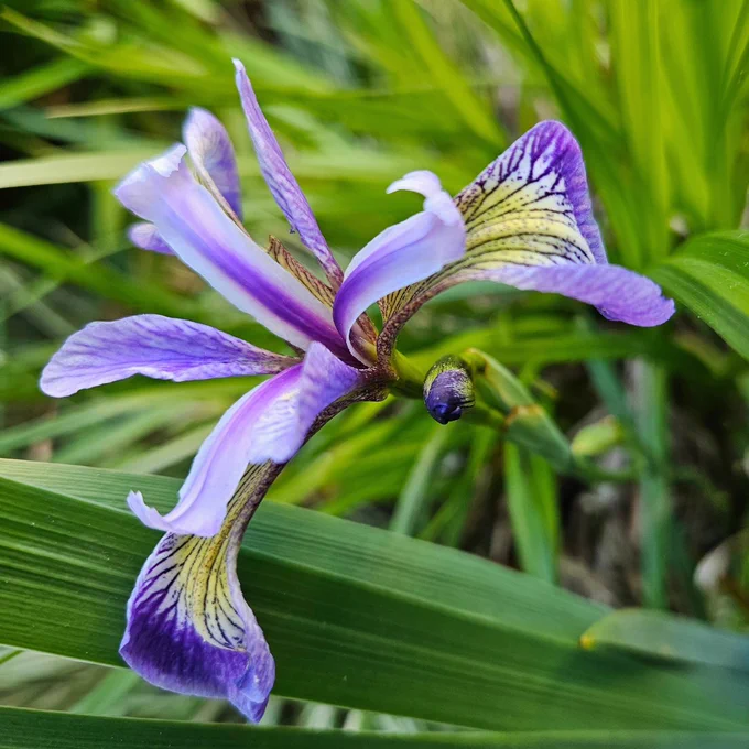 Purple and yellow iris flower. 