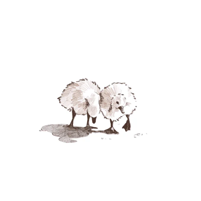 sketch of two goslings walking side by side, leaning towards each other. one is pecking towards the ground.