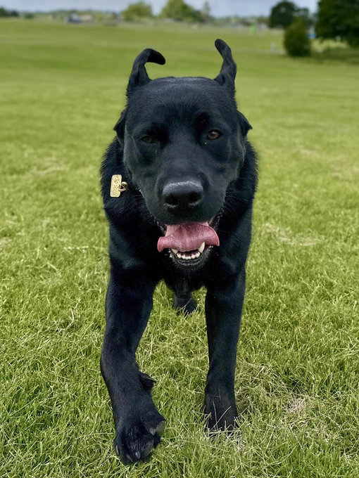 Quark, a large black Labrador running towards the camera. His tongue is out and ears are up.